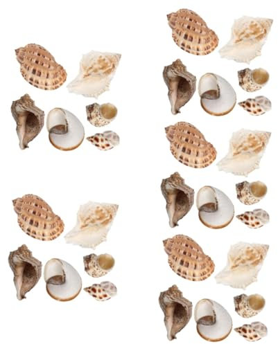 BESPORTBLE 30stücke Muschelschalen Deko Für Aquarium Natürliche Conch- Für Einsiedlerkrebse Vielseitige Unterwasser-Dekoration Für Fische Und Aquariengestaltung