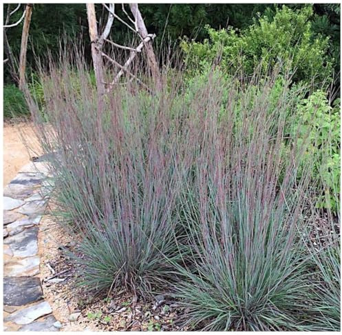 Stauden Gänge 3 x Schizachyrium scoparium 'Blue Heaven' Kleines Präriegras | Blaues Ziergras für Sonne, Blüte August bis Oktober, mehrjährig, 1 L Topf (11x11 cm)