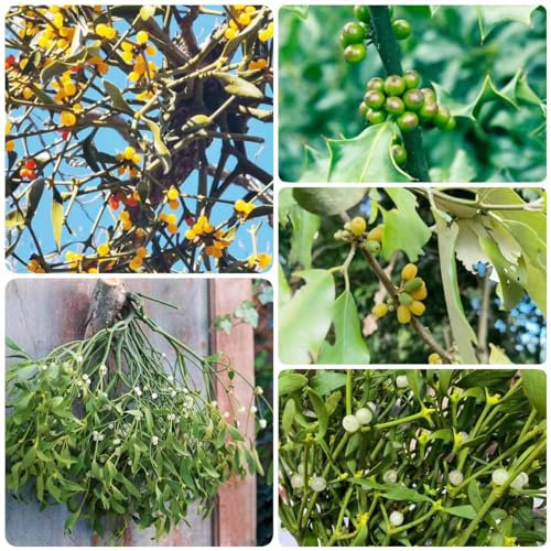 20 pz semi di vischio, per gli amanti del giardino Serie di piante rare - piante d'appartamento che purificano l'aria insoliti vasi per piante piante da ufficio piante