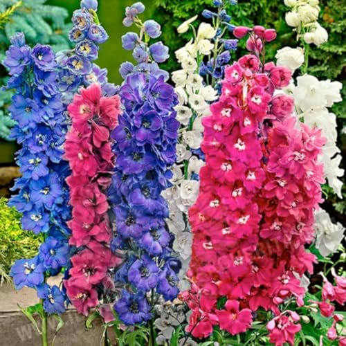 SEMI FIORI SPERONELLA PIANTA PERENNE SEMENTI SELEZIONATE SEEDS SEMILLAS SEMEN GRAINES