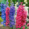 SEMI FIORI SPERONELLA PIANTA PERENNE SEMENTI SELEZIONATE SEEDS SEMILLAS SEMEN GRAINES