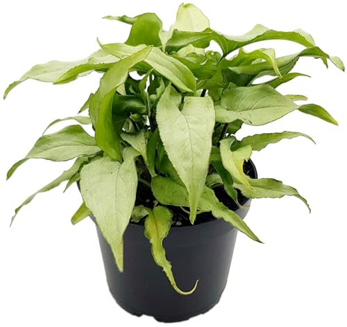 Fangblatt - Syngonium 'Silver Fox' - Exotische Eleganz in Ihrem Zuhause - 20 cm hohe Pflanze im Ø 12 cm Topf - pflegeleichte und stilvolle Zimmerpflanze