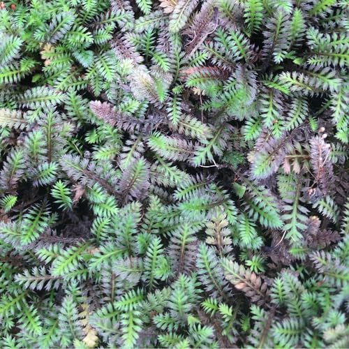 6 x Fiederpolster 'Platt's Black' - Leptinella Squalida 'Platt's Black' Topf 9x9cm: Schwarze Blättchen, ansprechend, niedrig.