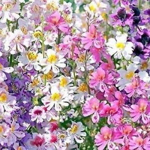 Semillas de alas de ángel de flor de mariposa CSNCH (Schizanthus X Wisetonensis) 800+semillas