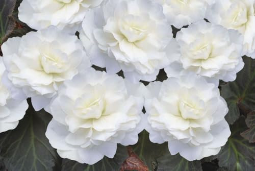 Buy4seeds 10 Seeds Begonia Tuberous Nonstop Mocca White Easy to Grow