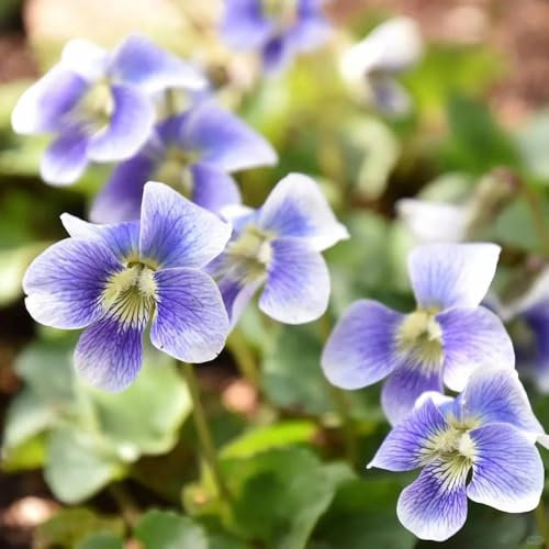 200 pz semi di piante viola profumate, regalo del giardino delle erbe aromatiche semi di viola odorata, fiori del balcone del letto rialzato delle erbe prato delle del giardino