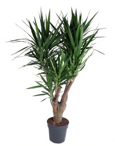 Yucca elephantipes Palmlilie verzweigt vierarmig 120 cm