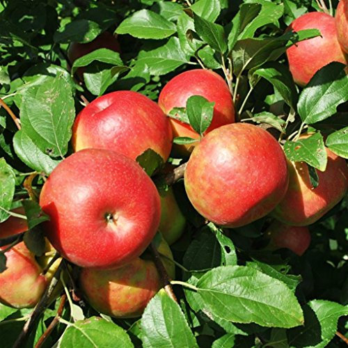 VEG SRLS Pianta da frutto ALBERO DI MELO SUCCOSO 'ANNURCA' SIMILE A RADICE NUDA - 1 METRO