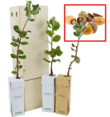 Eiche | Kleinwüchsiger Zierbaum | Waldbaum | Geschenkidee | Immergrün | 30 cm Junger Trieb Erhalten in einer wiederverwendbaren Holzkiste | 3 Einheit