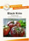 Black Krim Tomatensamen von Bobby-Seeds Portion