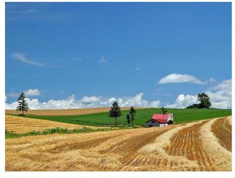 1500 Teile Puzzle Erwachsene-Feld,Wirtschaft,Heu 87x57cm