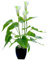Dysetcs Künstliche Blume, Calla-Lilie, getopft, Kunststoff, Calla-Pflanze mit schwarzem Topf, künstliche Bonsai-Blume für drinnen und draußen, Zuhause, Büro, Schlafzimmer, Tischdekoration