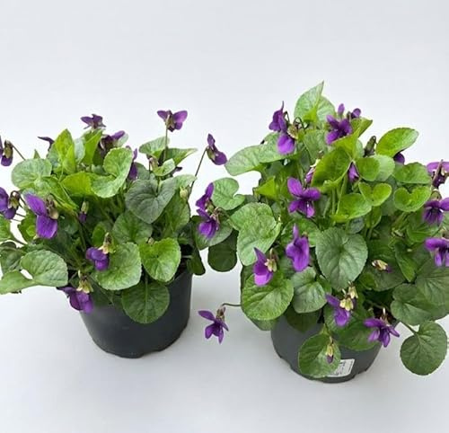 2 Piante di Violetta profumata su vaso 12, pianta perenne