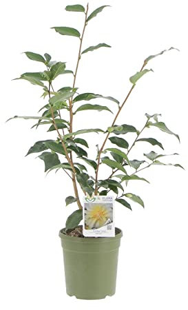 KENTIS - Camellia Japonica 'Golden Lotus' - Echte Pflanzen für den Außenbereich - Blühende Pflanze für den Garten, Balkon und Terrasse - H 70-90 cm Topf Ø 17 cm