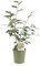 KENTIS - Camellia Japonica 'Golden Lotus' - Echte Pflanzen für den Außenbereich - Blühende Pflanze für den Garten, Balkon und Terrasse - H 70-90 cm Topf Ø 17 cm