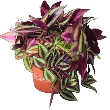 Tradescantia Zebrina, Pianta Vera,Pianta d'appartamento facile da Curare, Vaso 12 cm diametro