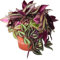 Tradescantia Zebrina, Pianta Vera,Pianta d'appartamento facile da Curare, Vaso 12 cm diametro