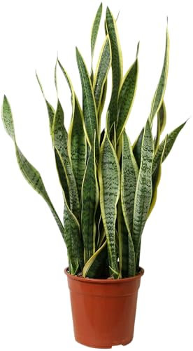 Pianta di SANSEVERIA lingua della suocera per INTERNO IN VASO 14 CM FOTO REALE AMDGarden
