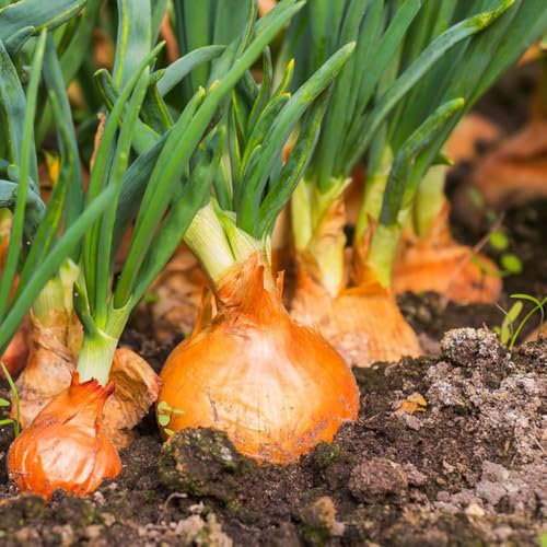 200 pcs steckzwiebeln bio samen kräuter pflanzen zwiebel samen, indoor garten kräutergarten, kräutersamen balkon pflanze, hochbeet balkon, Wintersteckzwiebeln bonsai topf bohnenkraut