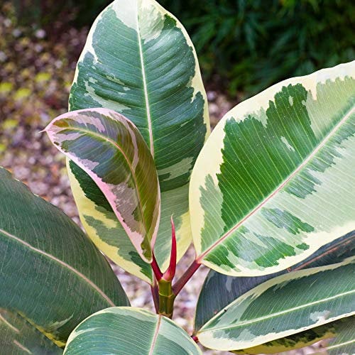 Vibrant Ficus Tineke - Rubber Plant | Best Indoor Plants | 30-40cm Potted