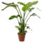 Strelitzia Nicolai Große Zimmerpflanze, immergrün, exotisch, hohe Pflanzen für drinnen.