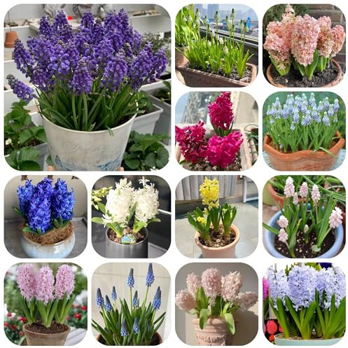 hyazinthen zwiebeln - hyazinthen - garten blumen, gartenbedarf bodendecker winterhart mehrjährig balkon blumen, pflanzen züchten blumen pflanzen, gartenblumen winterharte 10pcs