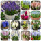 hyazinthen zwiebeln - hyazinthen - garten blumen, gartenbedarf bodendecker winterhart mehrjährig balkon blumen, pflanzen züchten blumen pflanzen, gartenblumen winterharte 10pcs