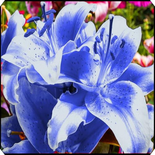 Hardy,Beautiful Lily Bulbs,Giant Flower, Perennial, Professional for Brilliant Garden Displays-2 Bulbs-C