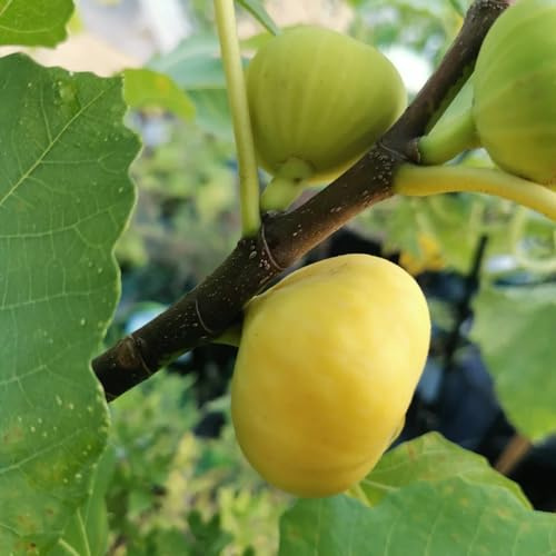 feigenbaum feigen - balkonpflanzen obstbaum hochbeett winterharte stauden mehrjährig pflanztöpfe obstbäume kaufen spalierobst bonsai topf obstsamen obstpflanzen hochbeete für garten 300samen