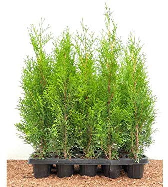 Lebensbaum Thuja occidentalis Smaragd 40 cm 15 Stück winterhart | 15 Stück, dichter Sichtschutz, schnittverträglich, robust, ideal für Formhecken, sonnig bis halbschattig