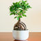 Planta de Regalo ideal para el Hogar u Oficina - Bonsái Ficus Ginseng Decorativo de Interior
