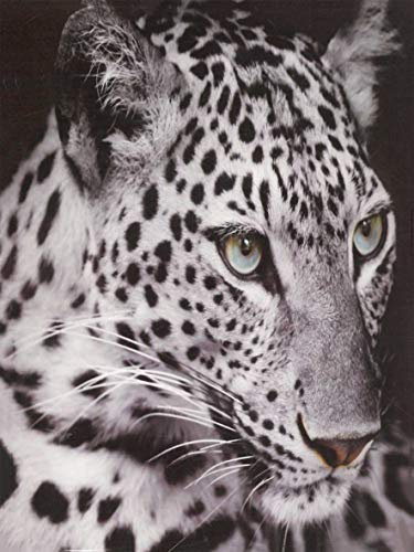 Brandsseller Tiermotiv Decke Kuscheldecke Tagesdecke Wohndecke 150x200 cm Schneeleopard