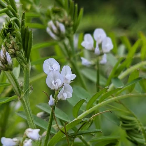 RAUHAARIGE WICKE - Acker-Wicke - Vicia hirsuta 25+ Samen - ESSBAR H 161
