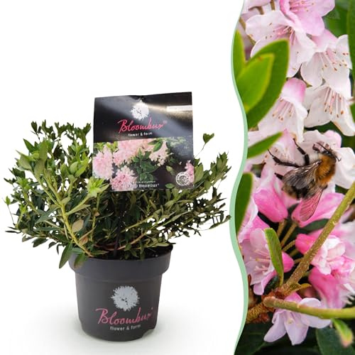 Green boutiQ - Zwerg-Rhododendron - Rhododendron Bloombux Licht Pink - Blühender Buxus - Wenig Pflege - Helle Rosa Blüte - 1 Pflanze - Topf 17 cm - Höhe 30-40 cm