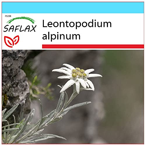 SAFLAX - Geschenk Set - Heilpflanzen - Edelweiss - 500 Samen - Mit Geschenk- / Versandbox, Versandaufkleber, Geschenkkarte und Anzuchtsubstrat - Leontopodium alpinum