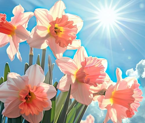 Lot de 10 bulbes de jonquilles roses pour plantation - Fleurs vivaces faciles à cultiver pour jardin ou conteneurs