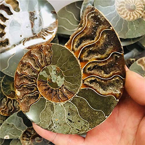 WERWER 1 natürlicher hübscher Nautilus FOSSILE Probe Für Sammel-und Dekorationshandwerk (Size : 700 800g)