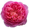 Boscobel®, pianta viva di Rose Barni®, rosa in vaso English Roses®, fiori grandi a coppa, profumati, colore rosa salmone, cod. 71048.