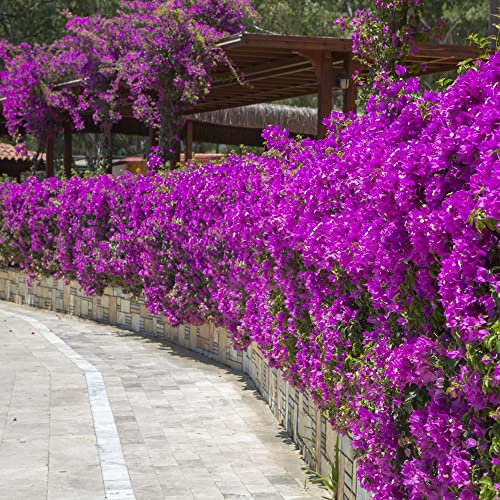 Pianta di bouganville Hardy 100 semi Fiori di bouganville Semi di bonsai Piante rampicanti Hardy Piante da balcone Regali da giardino per le donne Semi di fiori recisi