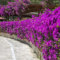 Pianta di bouganville Hardy 100 semi Fiori di bouganville Semi di bonsai Piante rampicanti Hardy Piante da balcone Regali da giardino per le donne Semi di fiori recisi