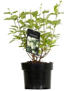 Hydrangea Paniculata 'Limelight' – Hortensien in Panikultur 'Limelight' 40 – 50 cm im Behälter