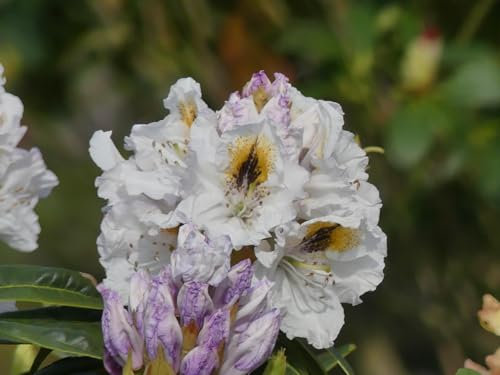 Rhododendron Hybride Kiwi - Großblumige Alpenrose 30-40 cm