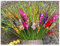 10x Gladioli Mix Bulbs Large Summer Flowering Gladiolus Multicoloured Garden Cut Flowers