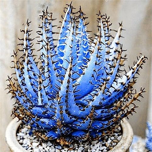100 Stücke Seltene Aloe Vera Samen Sukkulenten Kräuter Balkon Garten Topf Bonsai Pflanze Blume Obst Baum Gemüse Samen Verschiedene Farben Aloe Vera Samen#