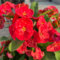 Semi di spine di Cristo - piante d'appartamento che purificano l'aria Pianta spina di Cristo, Euphorbia milii, piante autunnali, fiori decorativi piante esotiche resistenti semi 600pcs