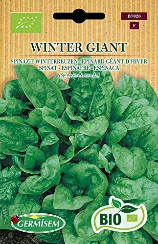 Germisem Spinat WINTER GIANT, ECBIO7020