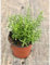 Pianta Rosmarino Officinale - Dimensione Vaso Vaso 18cm