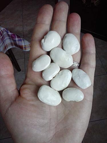 AGROBITS Fagioli Corona, BS, di Spagna, GIGANTI, Bianco, Vedi Semi