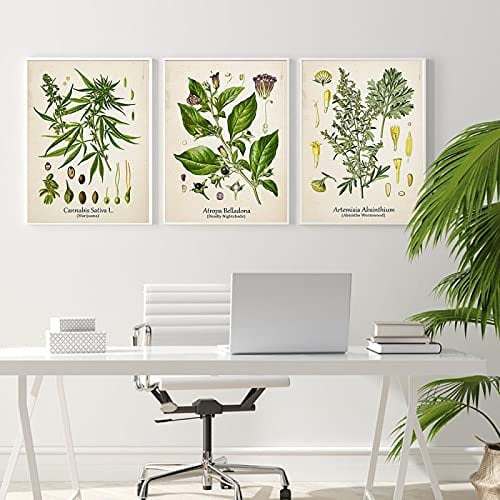 qidongyituo Medicinal Plant Poster Set Cocaine Cannabis Absinthe Deadly Nightshade Wall Art Canvas Painting Prints Modern Kitchen Home Decor (20x30cm/7.8x11.8) x3 Frameless
