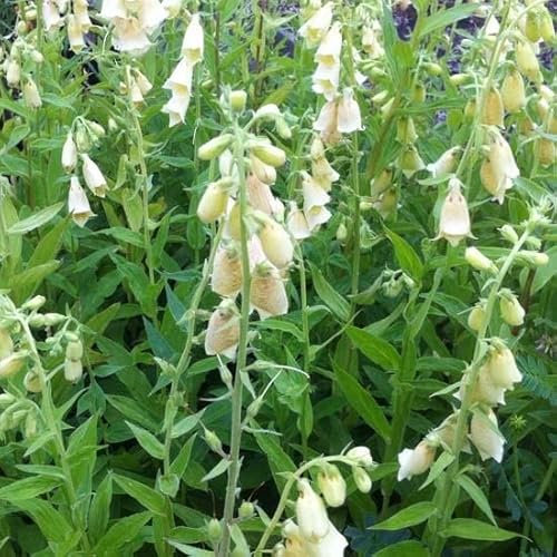 6x Großblütiger Fingerhut - Digitalis grandiflora - Kleincontainer 9x9cm
